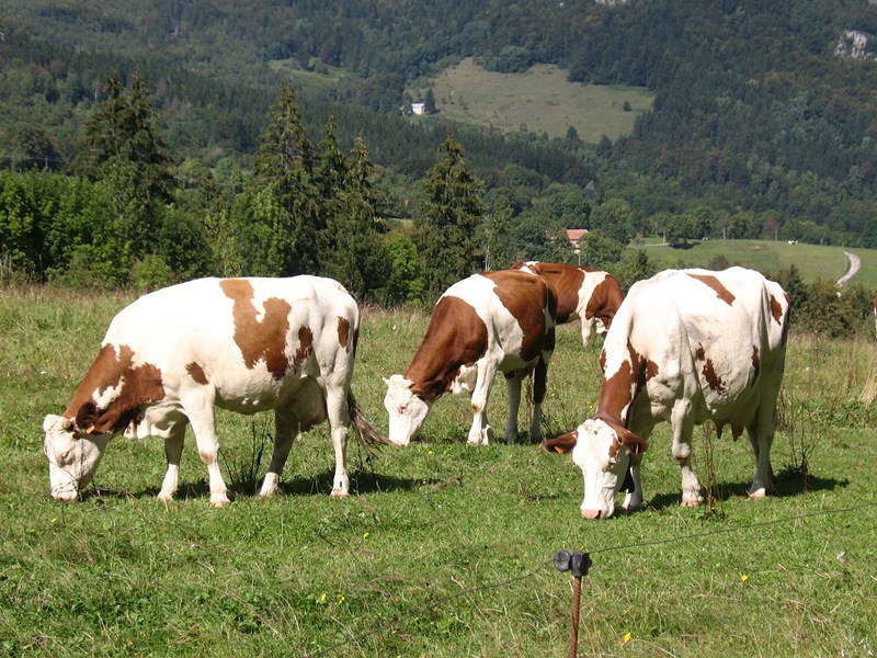 IMG_1644 (Copier).JPG