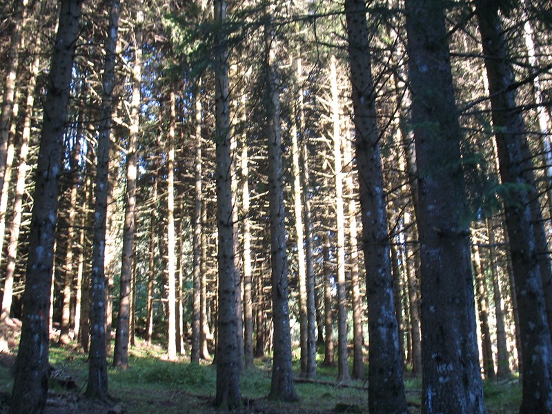 IMG_1697 (Copier).JPG