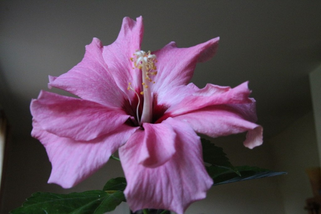 jardin à binbin 143 (Copier).JPG