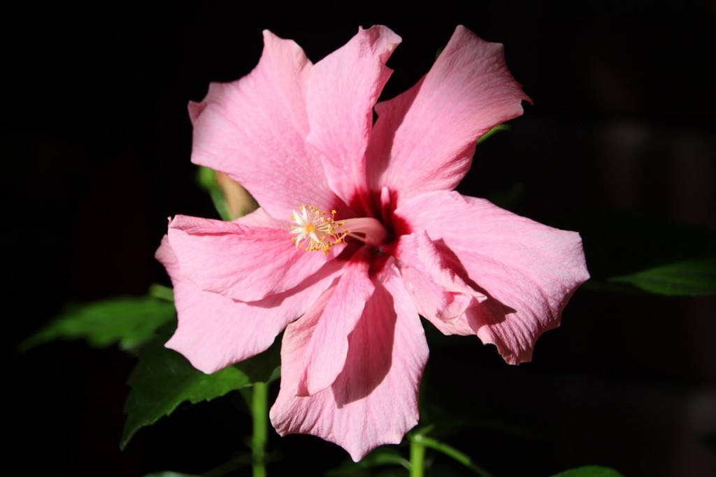 jardin à binbin 160 (Copier).JPG