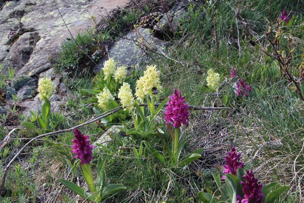 La clarée0514 032 (Copier).JPG