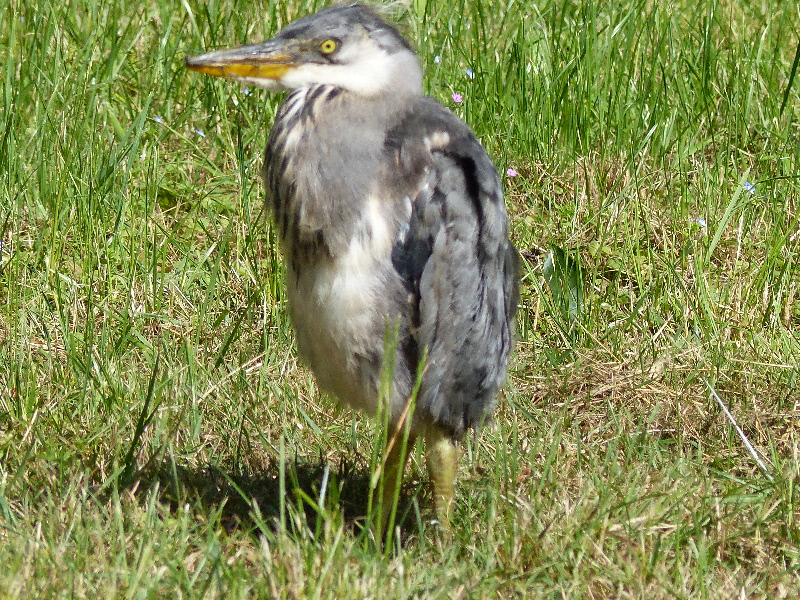 un jeune heron tombé du nid le matin tot <br />sur notre emplacement jamais revu par la suite