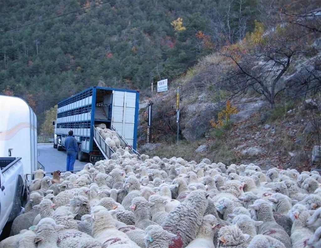 Moutons Bataves! (Large).JPG