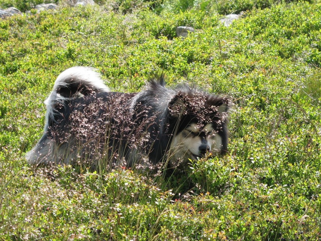 suc du Montivernoux, août 2014.