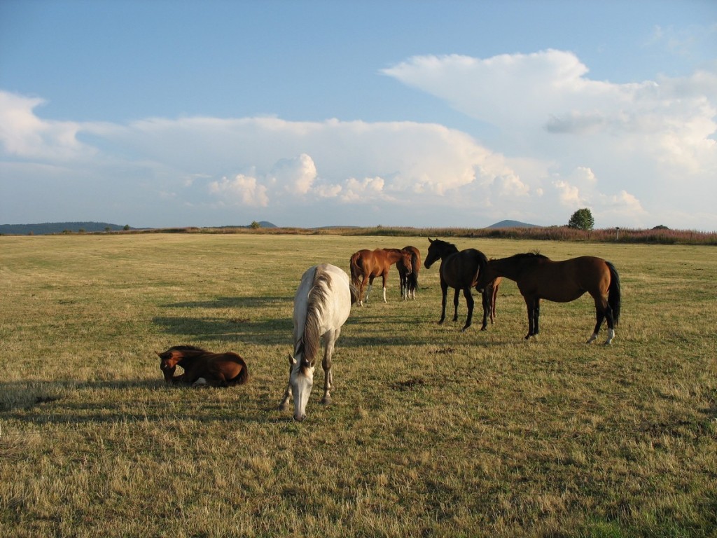 chevaux plateau ardéchois.jpg