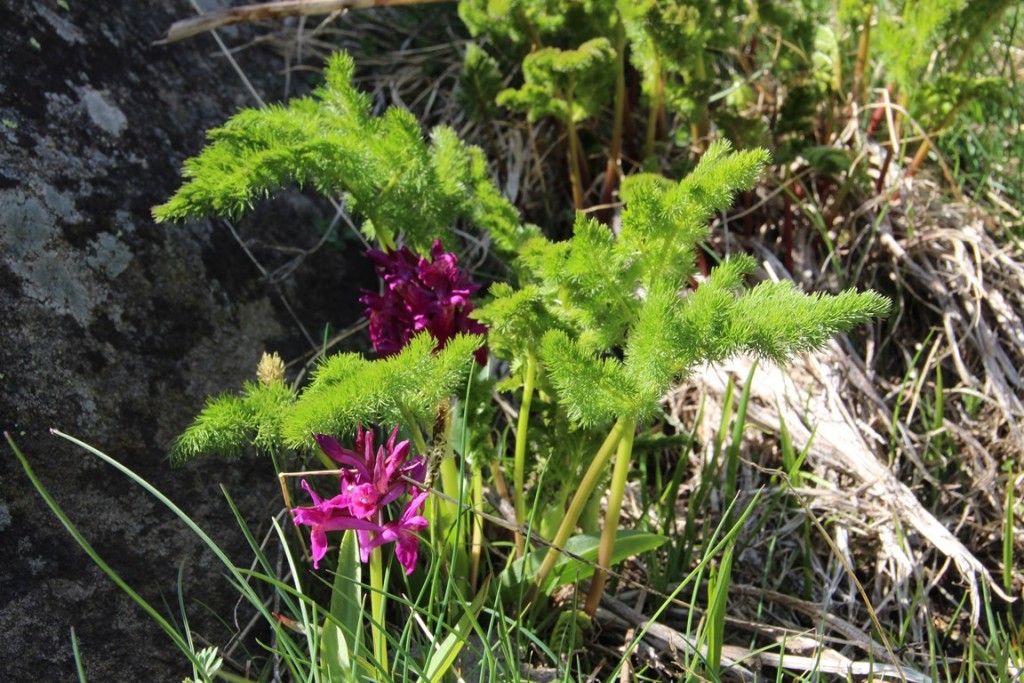 La clarée0514 030 (Copier).JPG