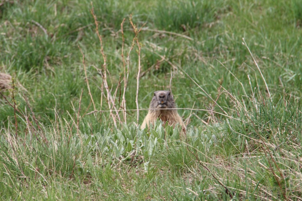 La clarée0514 112 (Copier).JPG