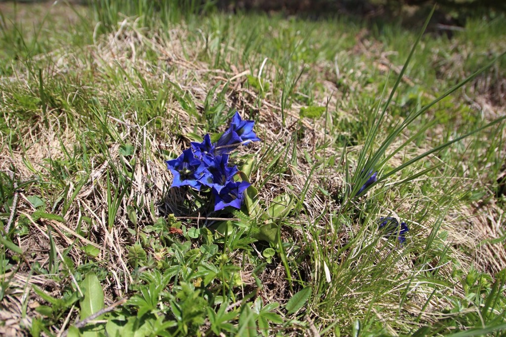 La clarée0514 156 (Copier).JPG