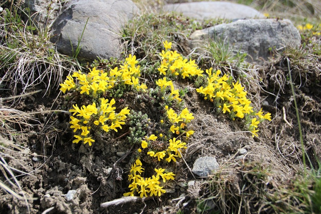 La clarée0514 182 (Copier).JPG