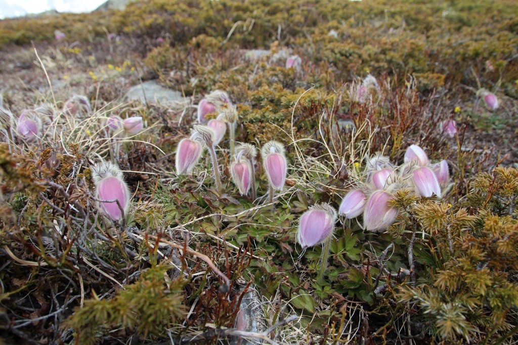 La clarée0514 273 (Copier).JPG