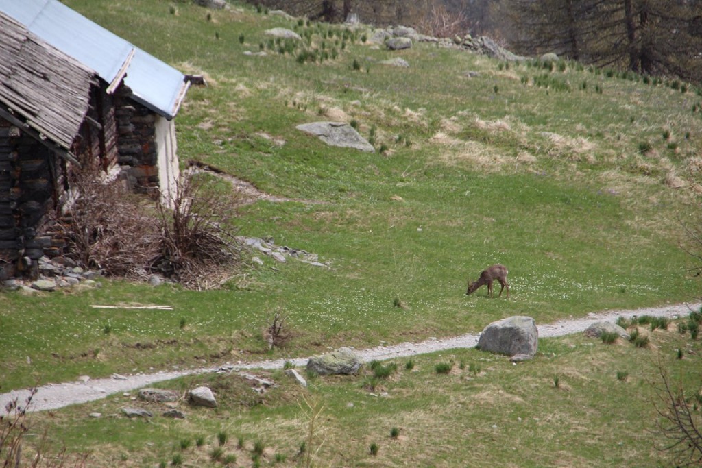 La clarée0514 370 (Copier).JPG