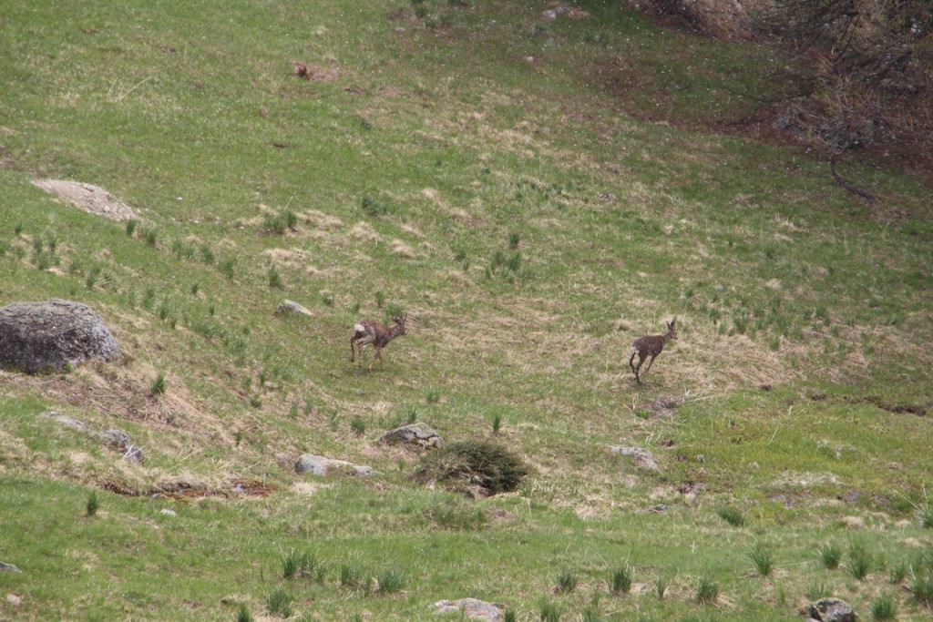 La clarée0514 398 (Copier).JPG