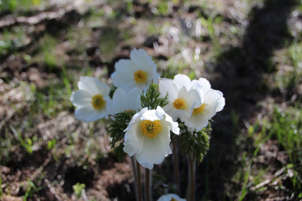 La clarée0514 432 (Copier).JPG