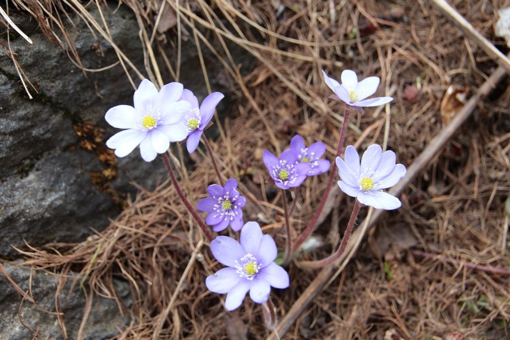 La clarée0514 563 (Copier).JPG