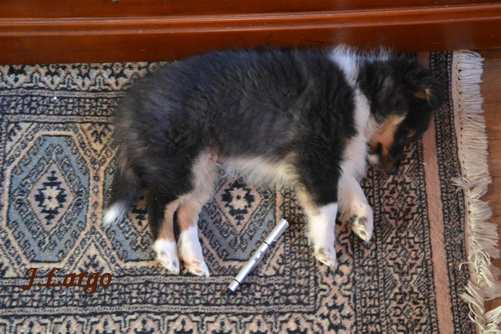 Copie de La Minerve Largo 002 (Large).jpg