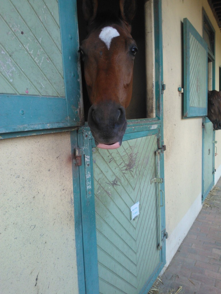 acceuil au cadre noir.jpg