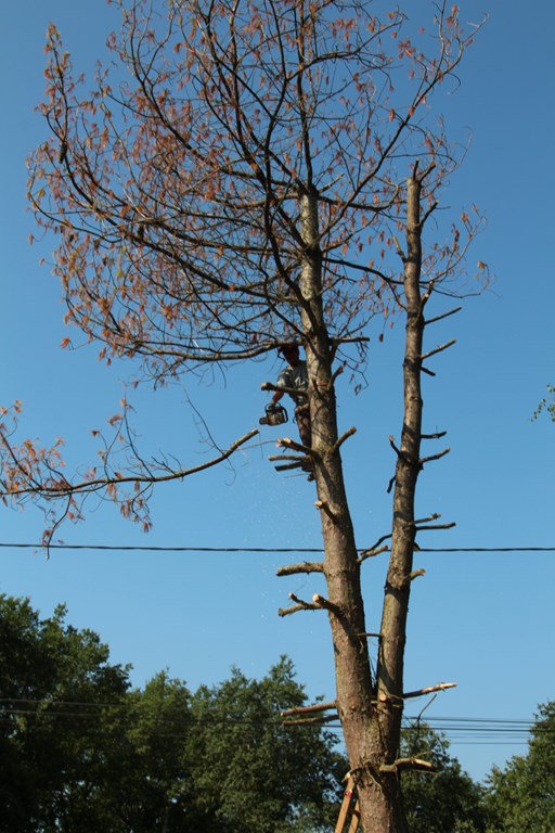 pin 044 (Copier).JPG