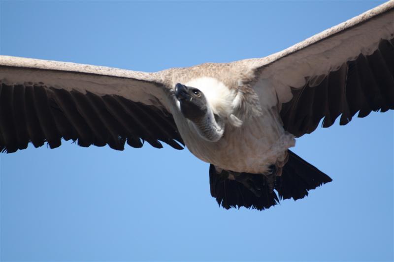 le Puy du Fou-12.JPG