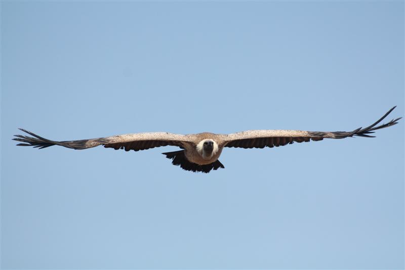 le Puy du Fou-17.JPG