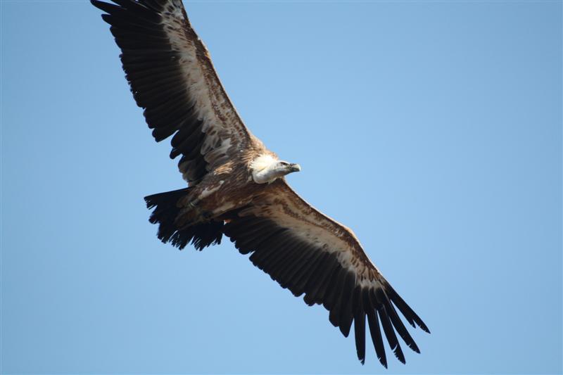 le Puy du Fou-18.JPG