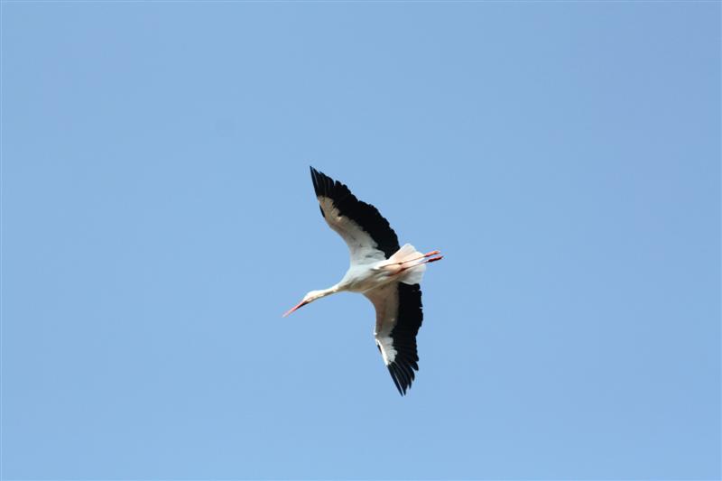 le Puy du Fou-21.JPG