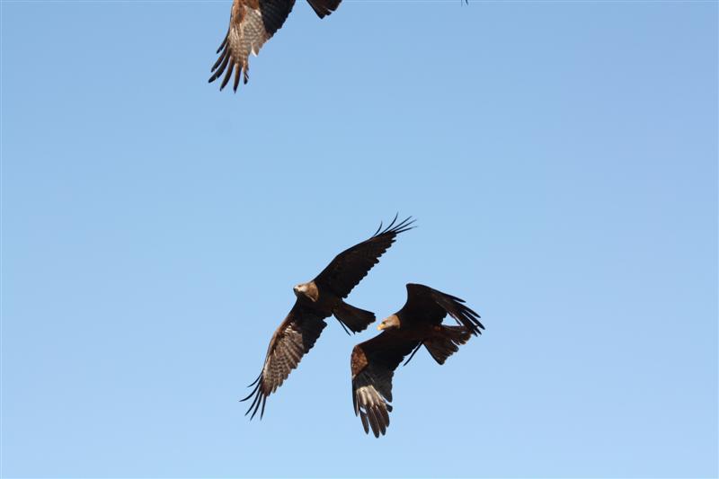le Puy du Fou-28.JPG