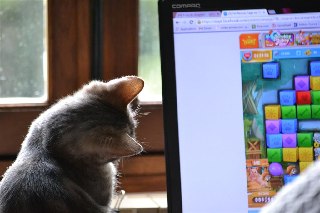 nonos et papattes...C'est quoi ce bin's!.jpg