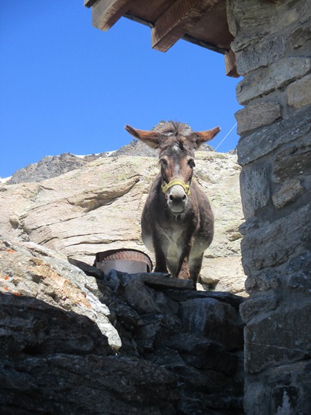 11 arrivée au refuge.JPG
