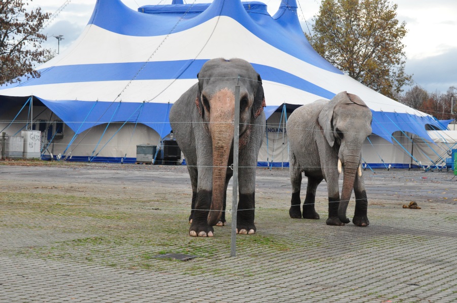 Eléphants.JPG
