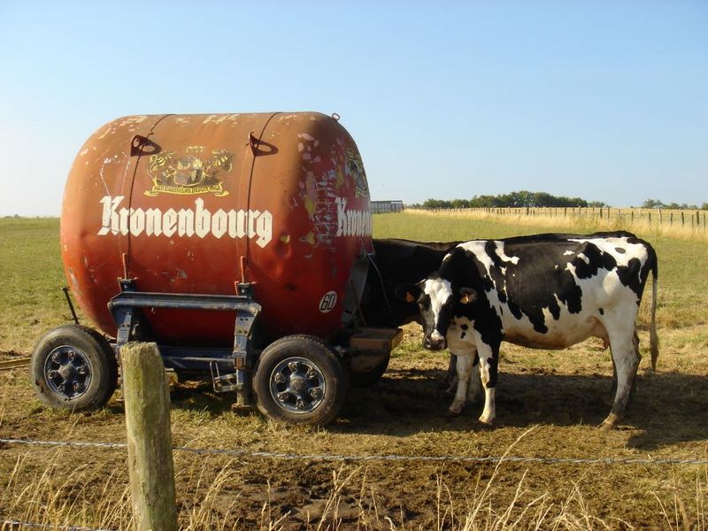 kronenbourg-vaches.jpg