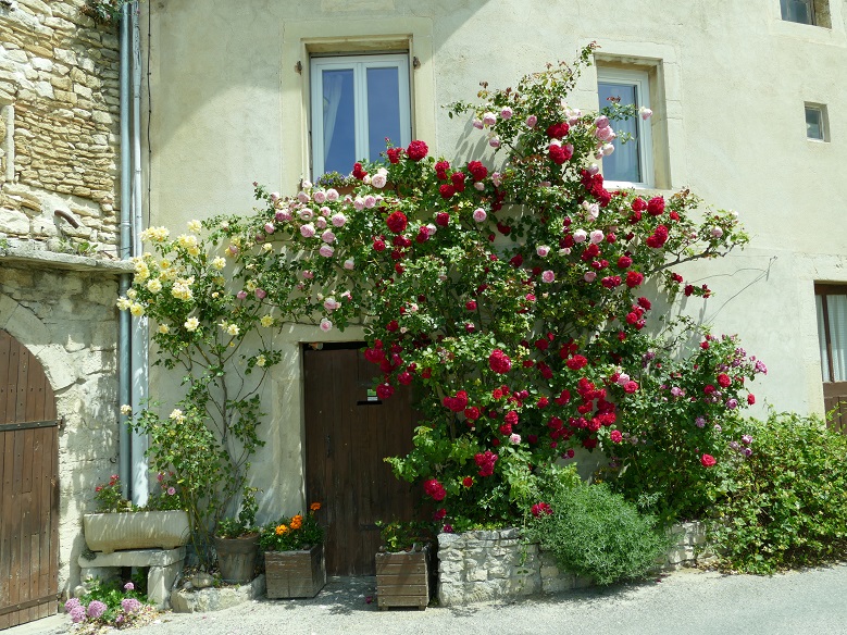 Roses anciennes