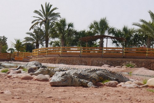 Parc aux crocodiles Agadir