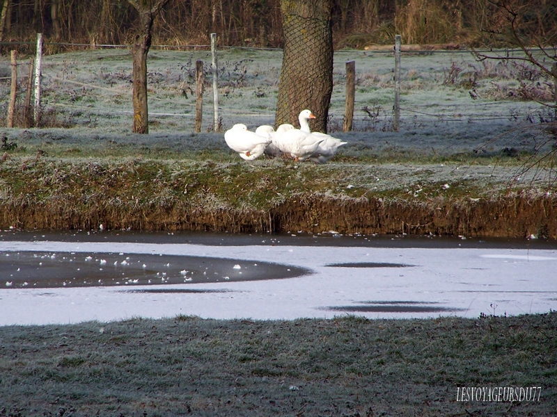 une famille de cygnes
