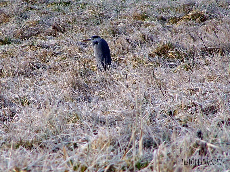 un couple de herons