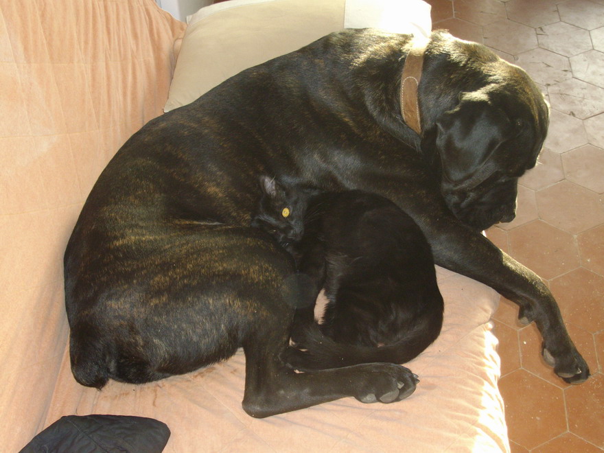 Wolf et le chat.jpg