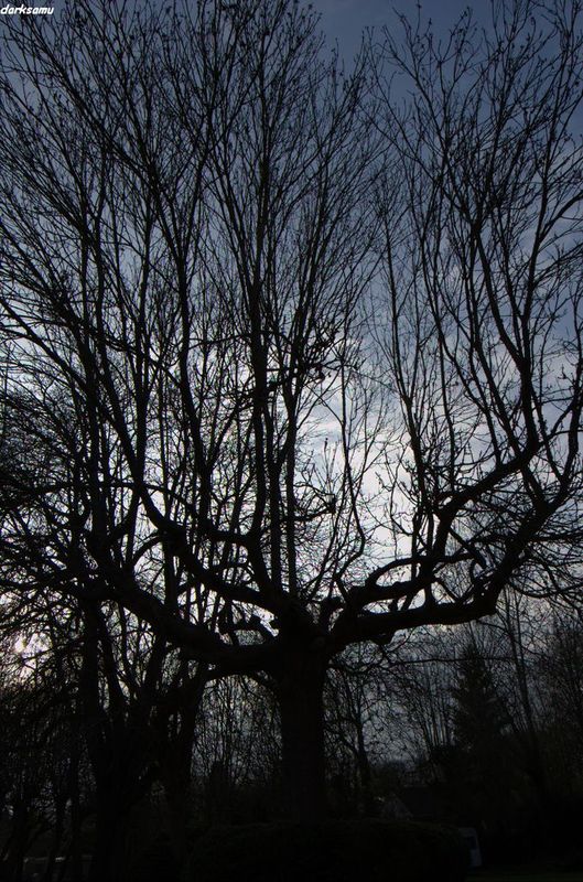 un des arbres qui peuplais ce magnifique camping