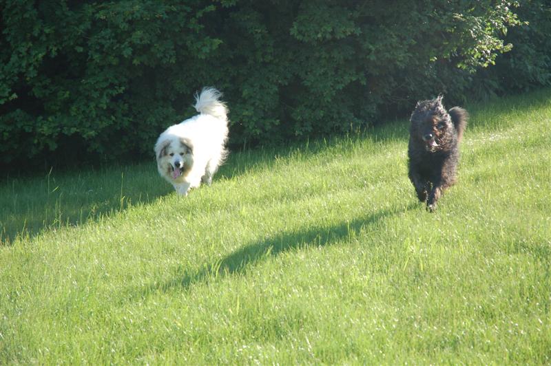 DSC_9838 (Medium).JPG