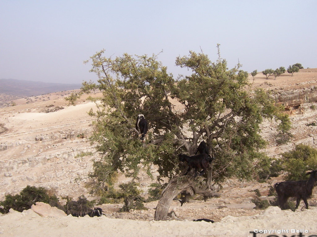 Route d'Essaouira ,chevres mangeuses de Baies dans les arganiers