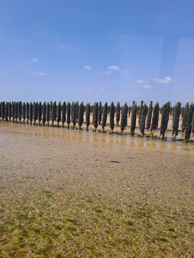 Les bouchots de moules