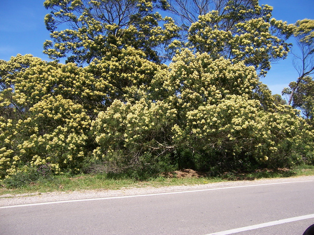Descente vers Tanger route bordée de mimosa