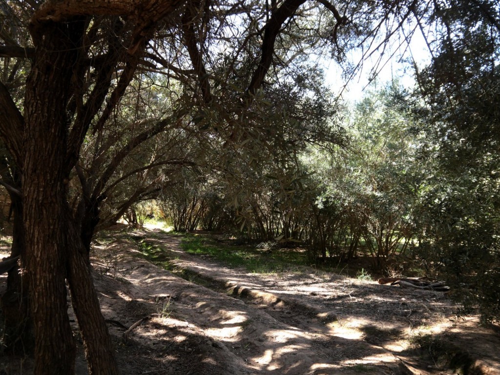 P1078127.JPG