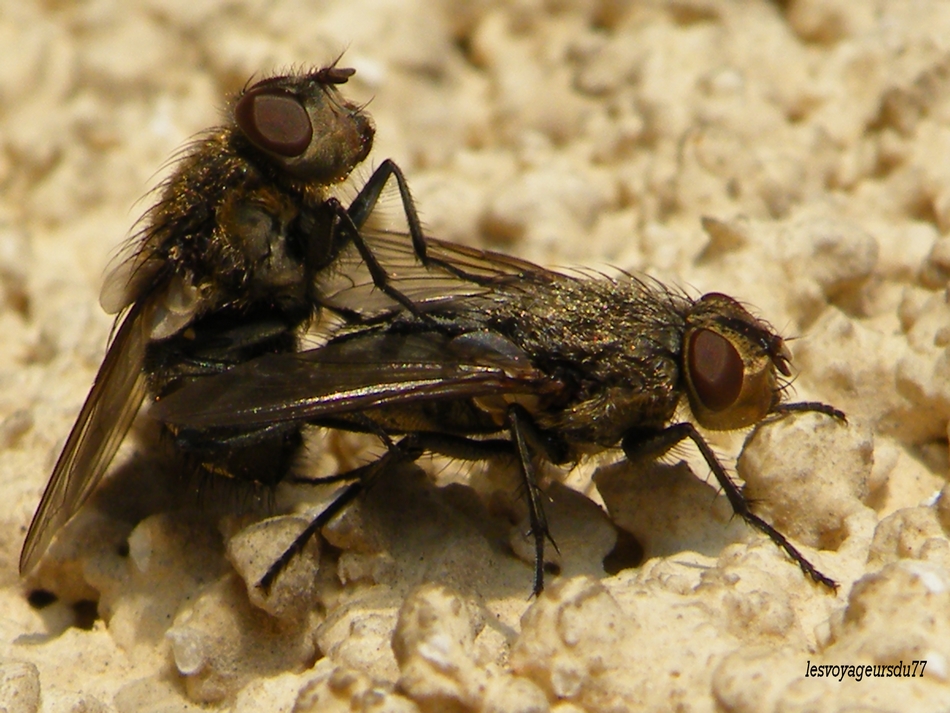 DSCF7437.JPG