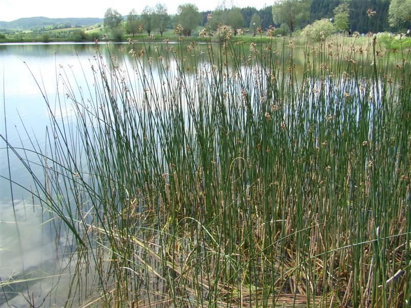 DSC01256 (Medium).JPG