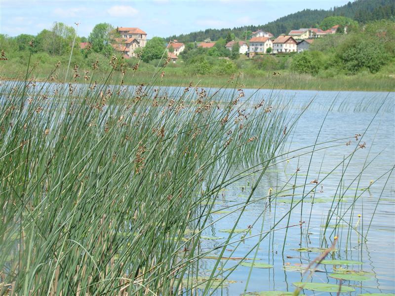 DSC01270 (Medium).JPG