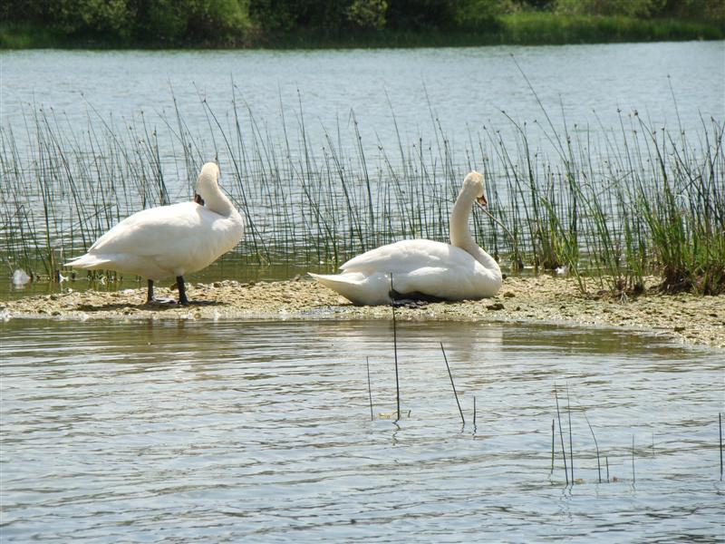 DSC01300 (Medium).JPG