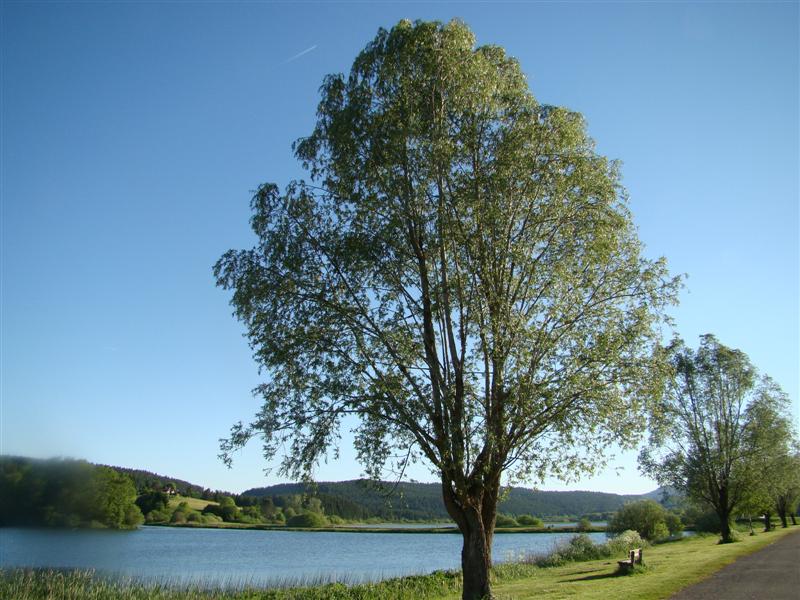 DSC01535 (Medium).JPG