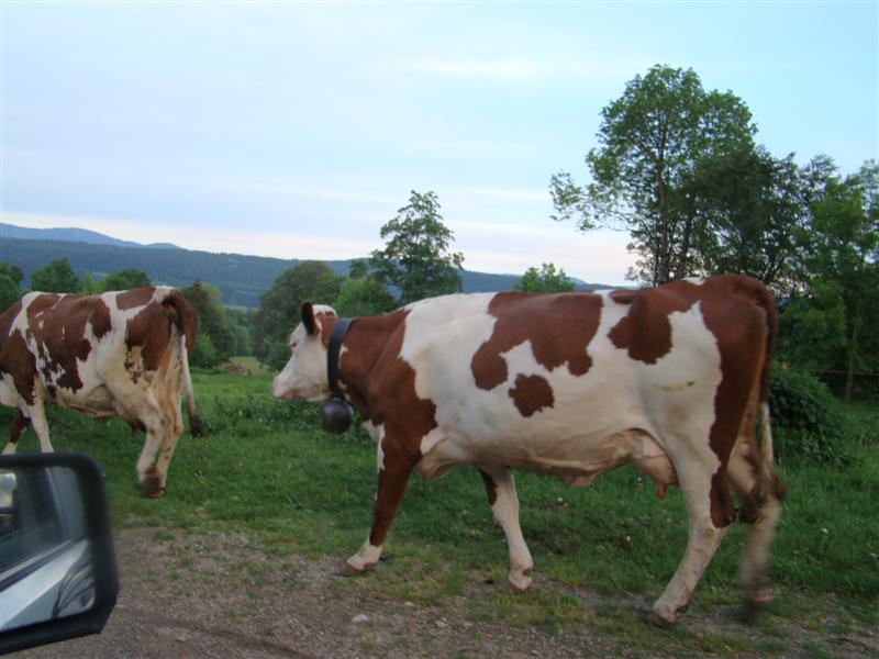 DSC01407 (Medium).JPG