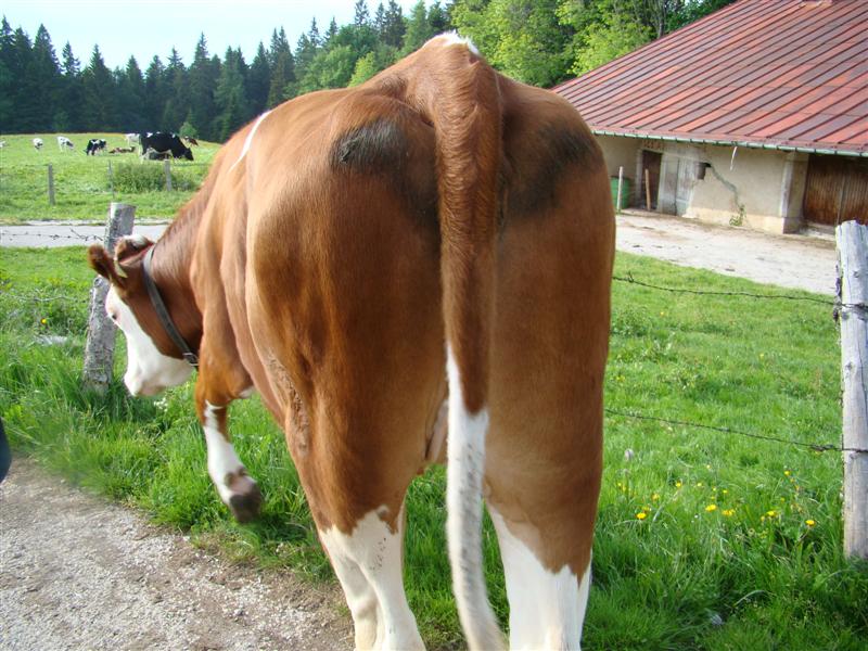 DSC01797 (Medium).JPG