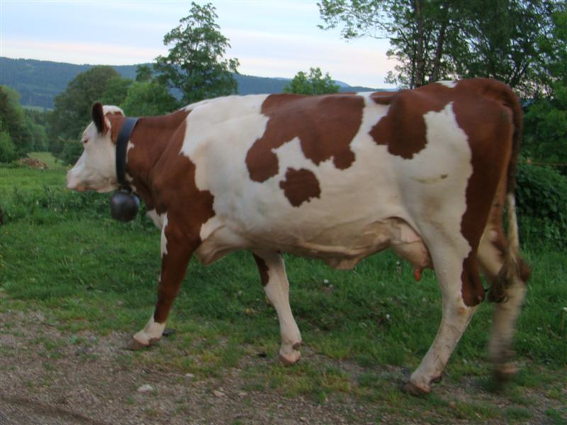 DSC02254 (Medium).JPG