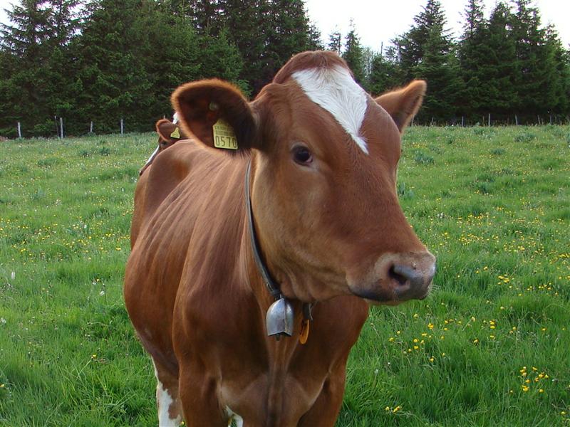 DSC02253 (Medium).JPG